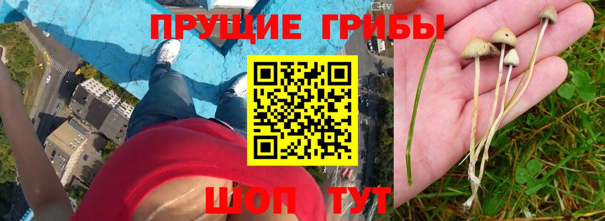 дарнет шоп  Нефтекамск  Галлюциногенные грибы MAGIC MUSHROOMS 